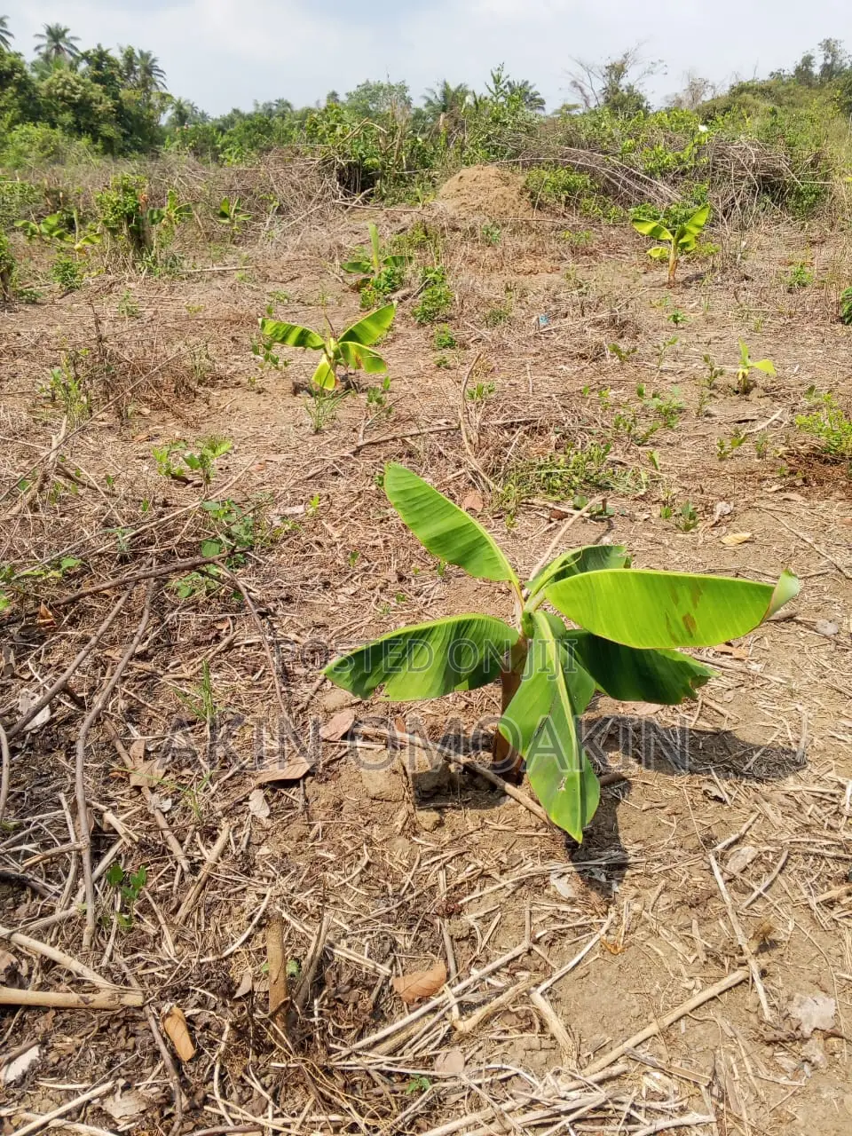Farm Land in Ogun State