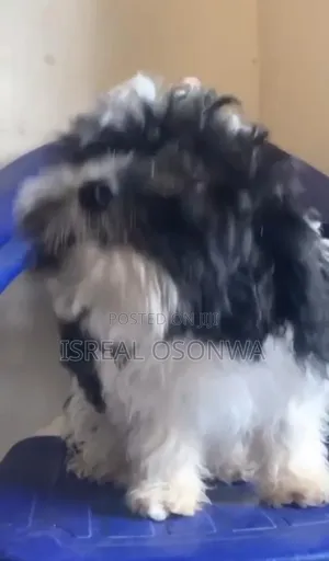 3-6 months Male Purebred Lhasa Apso