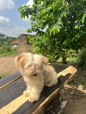 1+ year Male Purebred Lhasa Apso