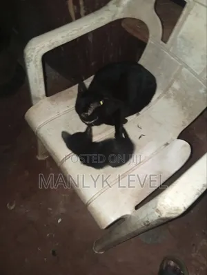 0-1 month Female Purebred Cat