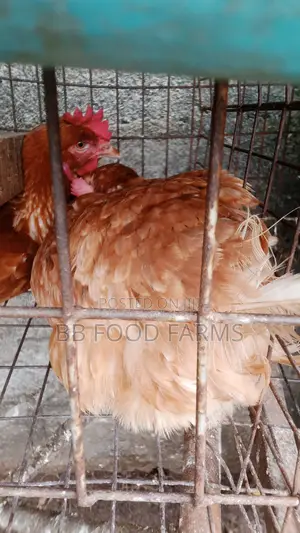Fleshy, Healthy, Big Neoliers Chicken for Sale.