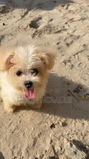 3-6 months Female Purebred Lhasa Apso