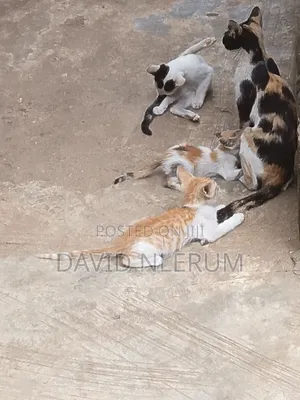 1-3 months Female Mixed Breed American Shorthair