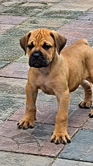 1-3 months Male Purebred Boerboel