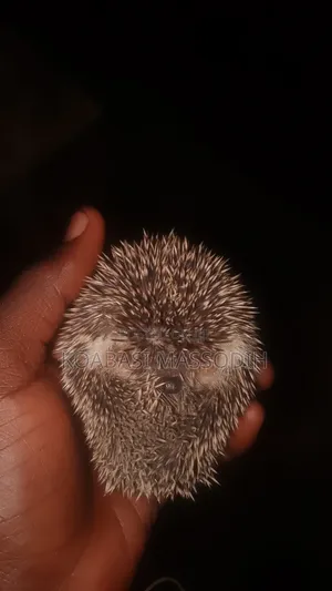 African Pygmy Hedgehog