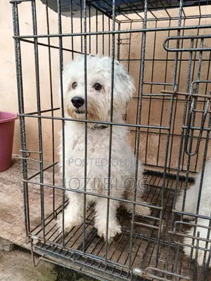 6-12 months Male Purebred Lhasa Apso