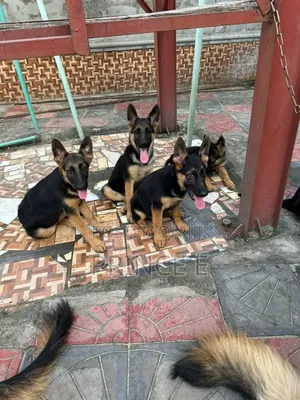 1-3 months Male Purebred German Shepherd