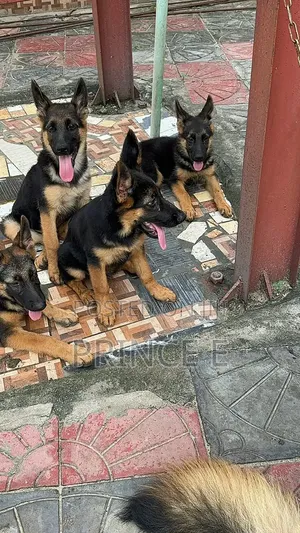 1-3 months Female Purebred German Shepherd