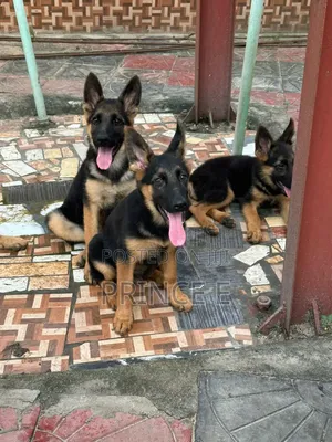 1-3 months Male Purebred German Shepherd