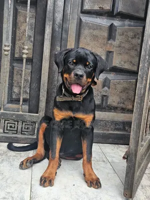 3-6 months Female Purebred Rottweiler