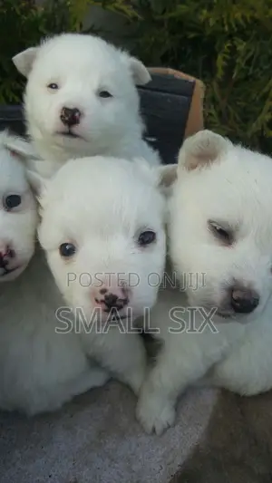 0-1 month Female Purebred American Eskimo