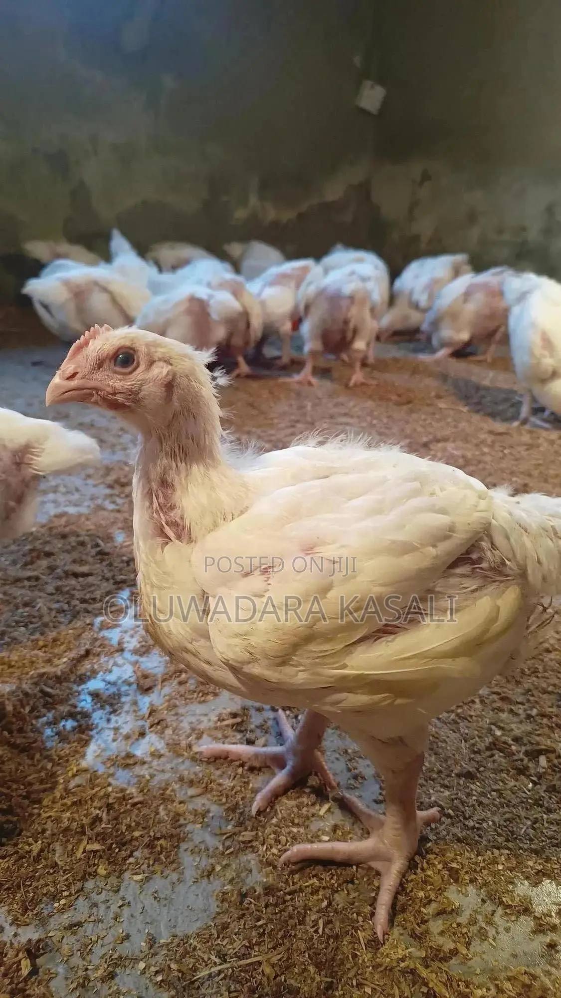7 Weeks Old Broilers