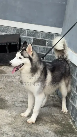 1+ year Male Purebred Siberian Husky