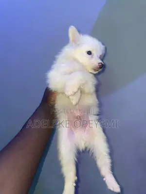 0-1 month Female Purebred American Eskimo