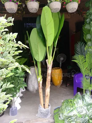 Elegant Plantain Plant
