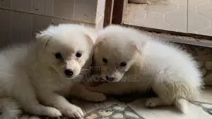 1-3 months Male Purebred American Eskimo