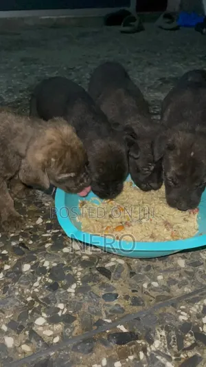 1-3 months Male Purebred Boerboel
