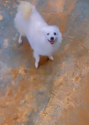 1+ year Female Purebred American Eskimo