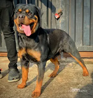 1+ year Male Purebred Rottweiler