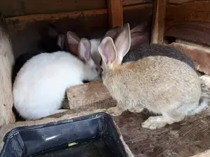 Rabbit Brreds