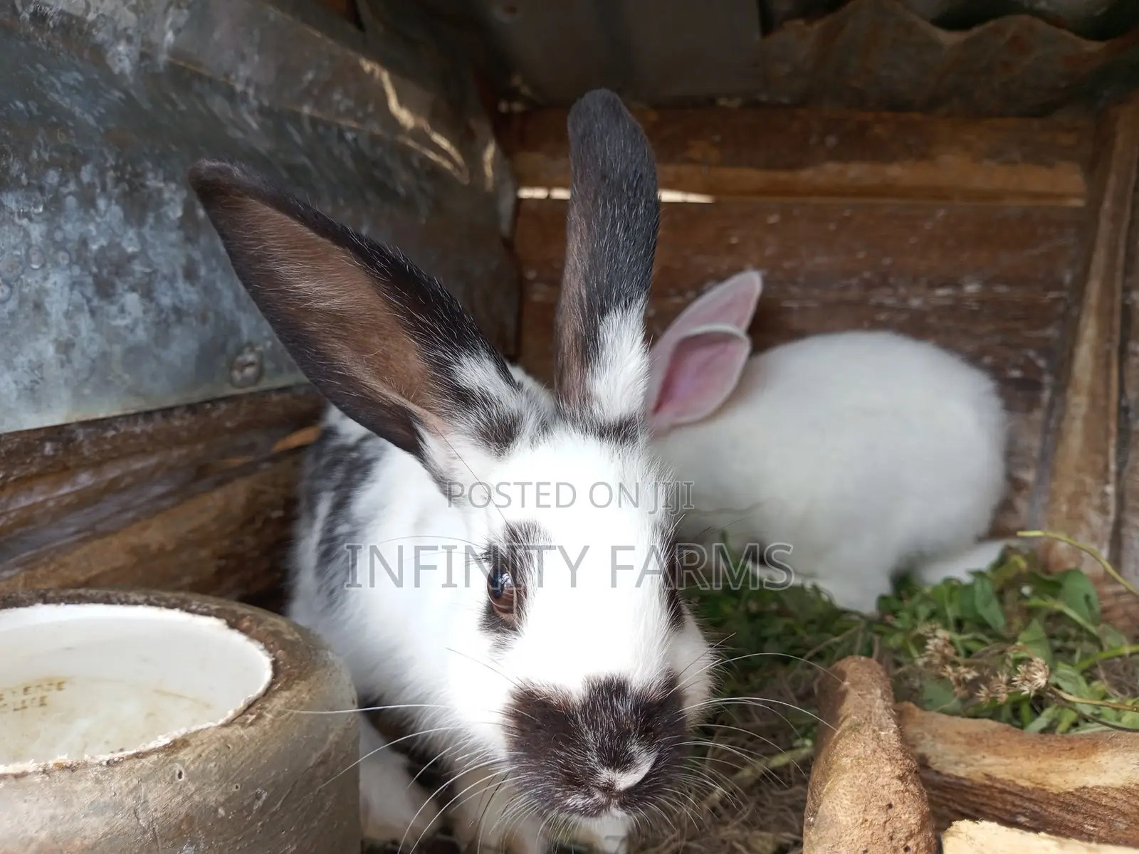Rabbit Brreds