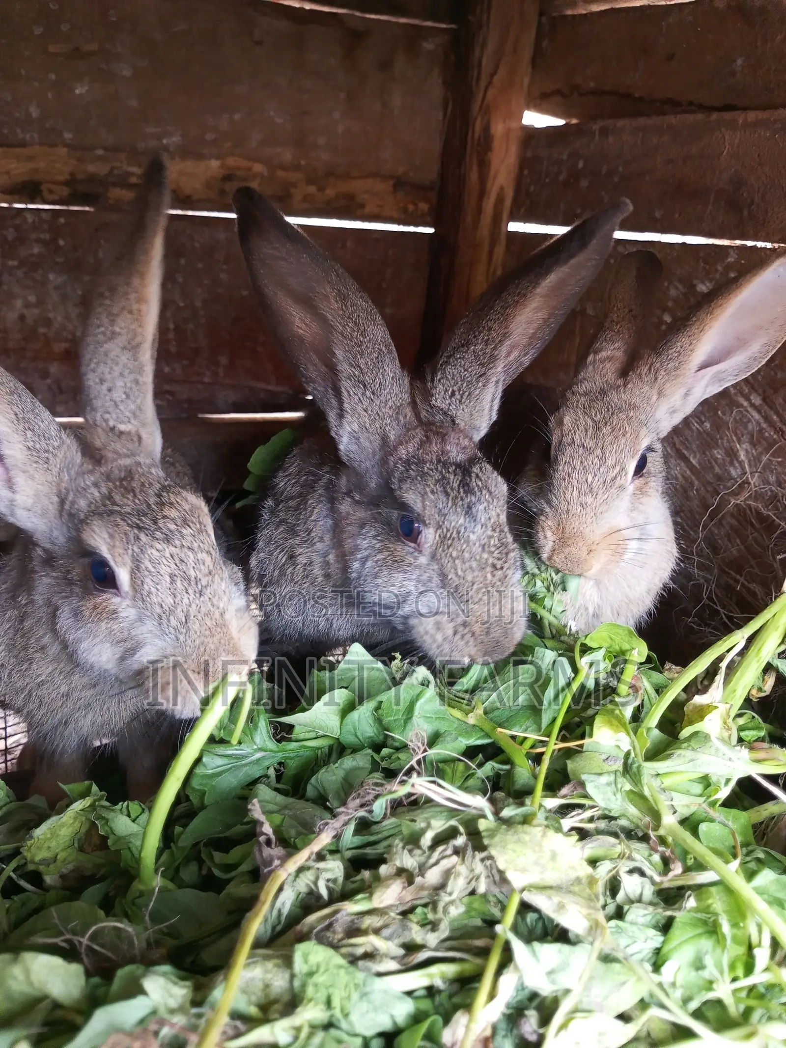 Rabbit Brreds