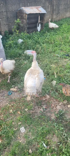 Foreign Turkey
