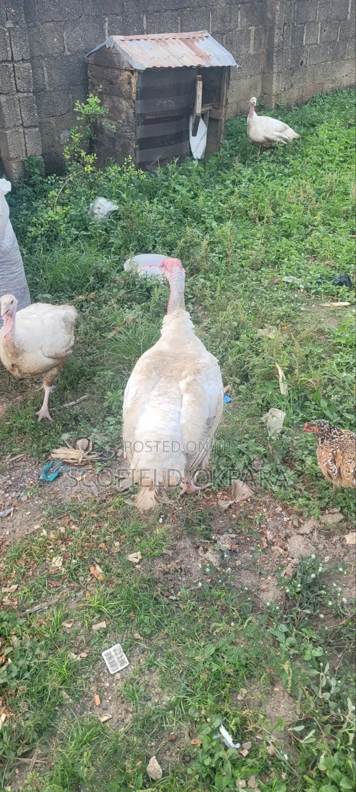 Foreign Turkey
