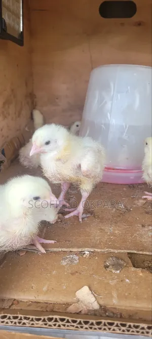 Foreign Turkey