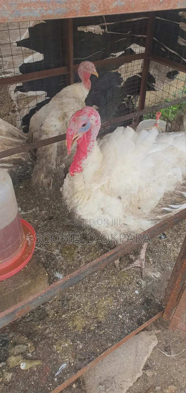 Foreign Turkey