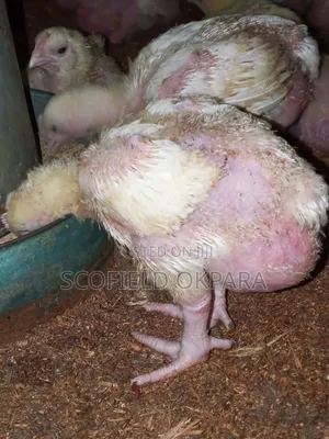 Foreign Turkey