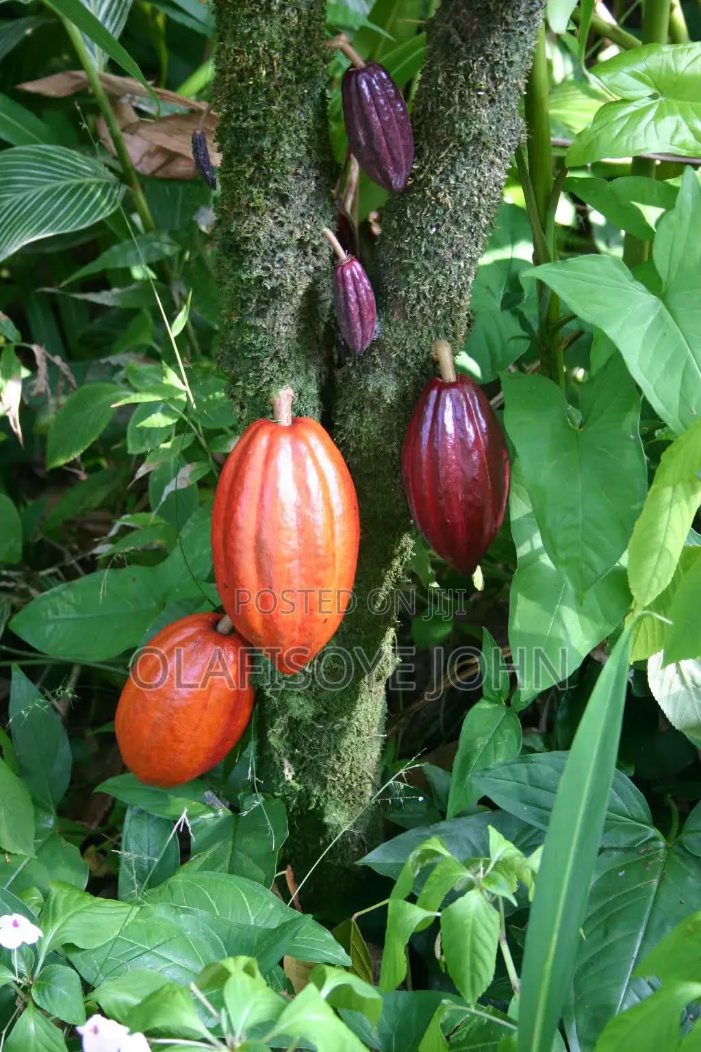 Cocoa Farm for Sale