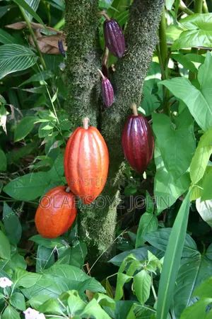Cocoa Farm for Sale