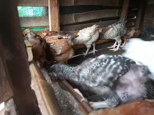 Noiler Chicken