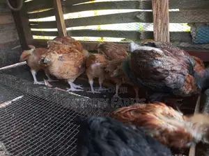 Noiler Chicken