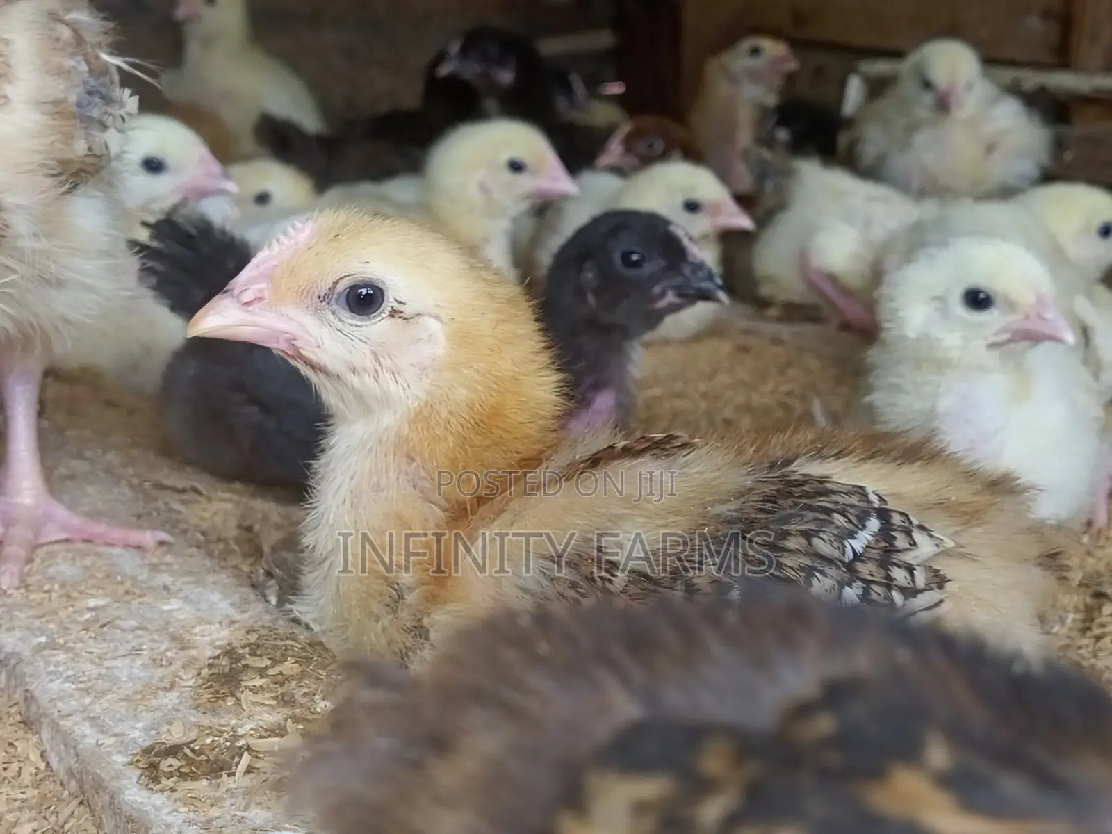 Noiler Chicken