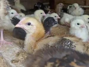 Noiler Chicken