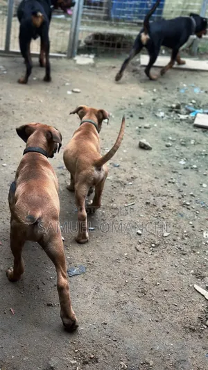 3-6 months Male Purebred Boerboel