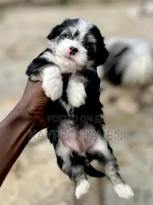 1-3 months Male Purebred Lhasa Apso