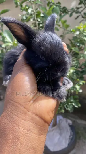 Pets Rabbit