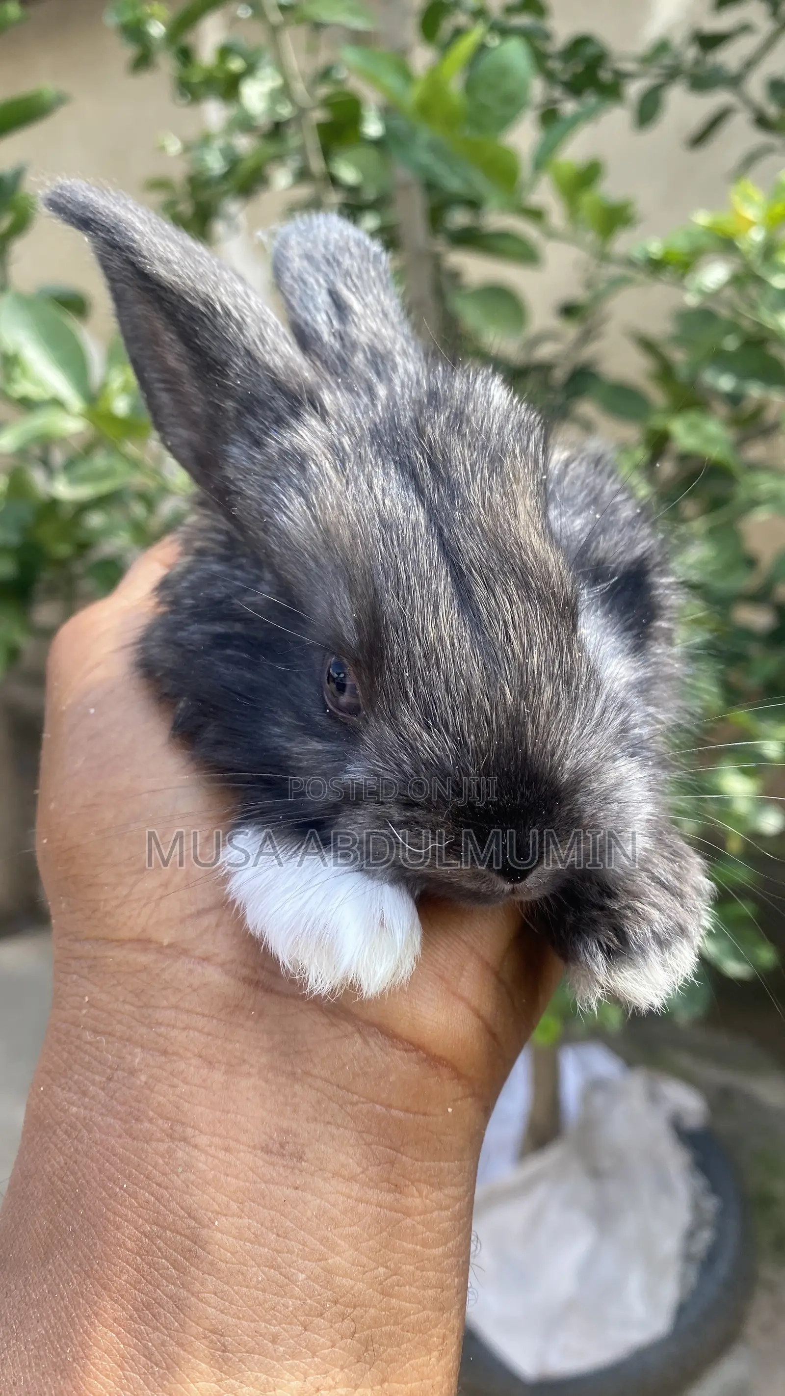 Pets Rabbit