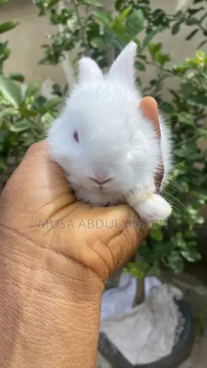Pets Rabbit