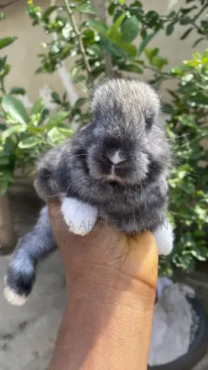 Pets Rabbit