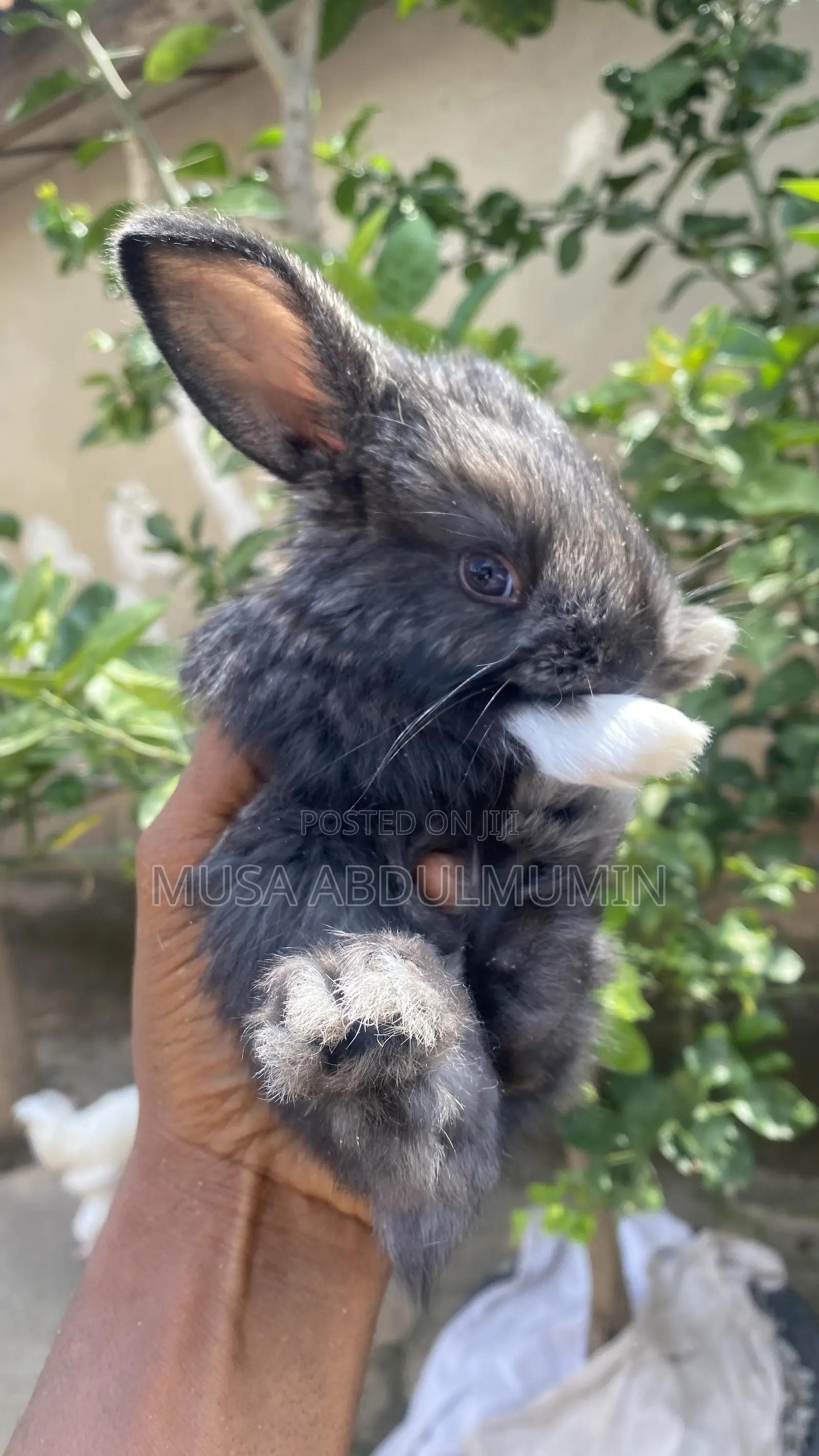 Pets Rabbit