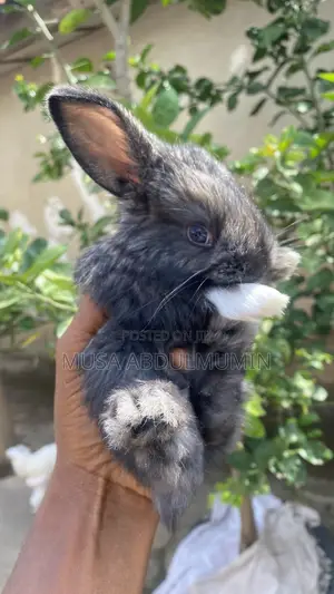 Pets Rabbit