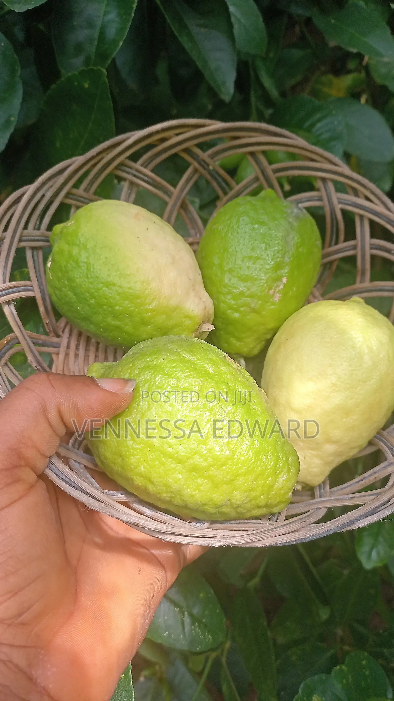 Farm Fresh Yellow Lemon