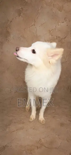 1+ year Female Purebred American Eskimo