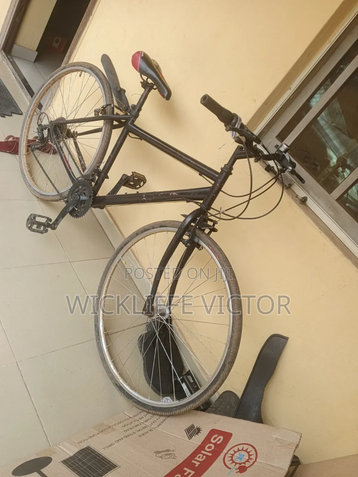 Adult Bicycle