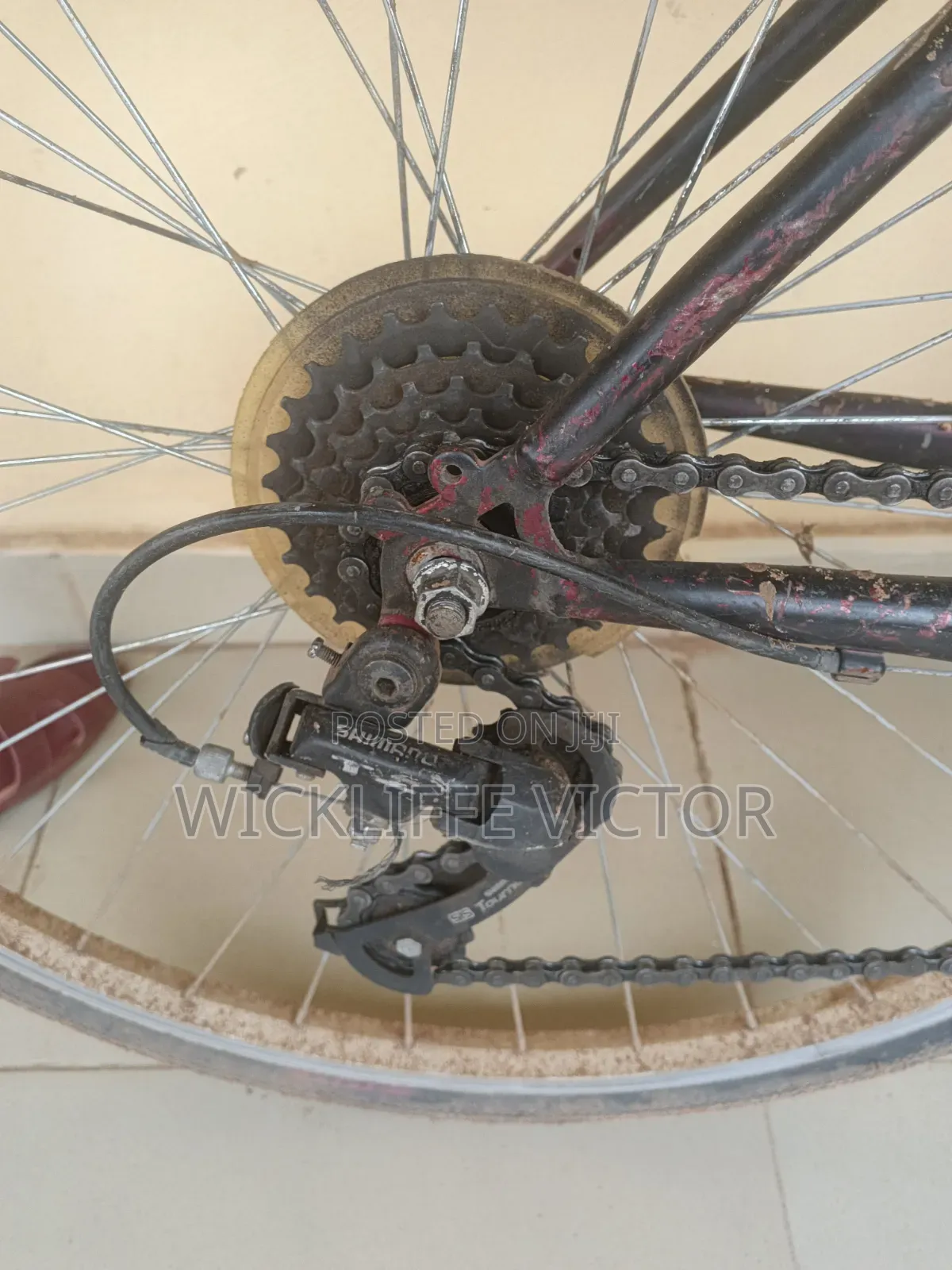 Adult Bicycle