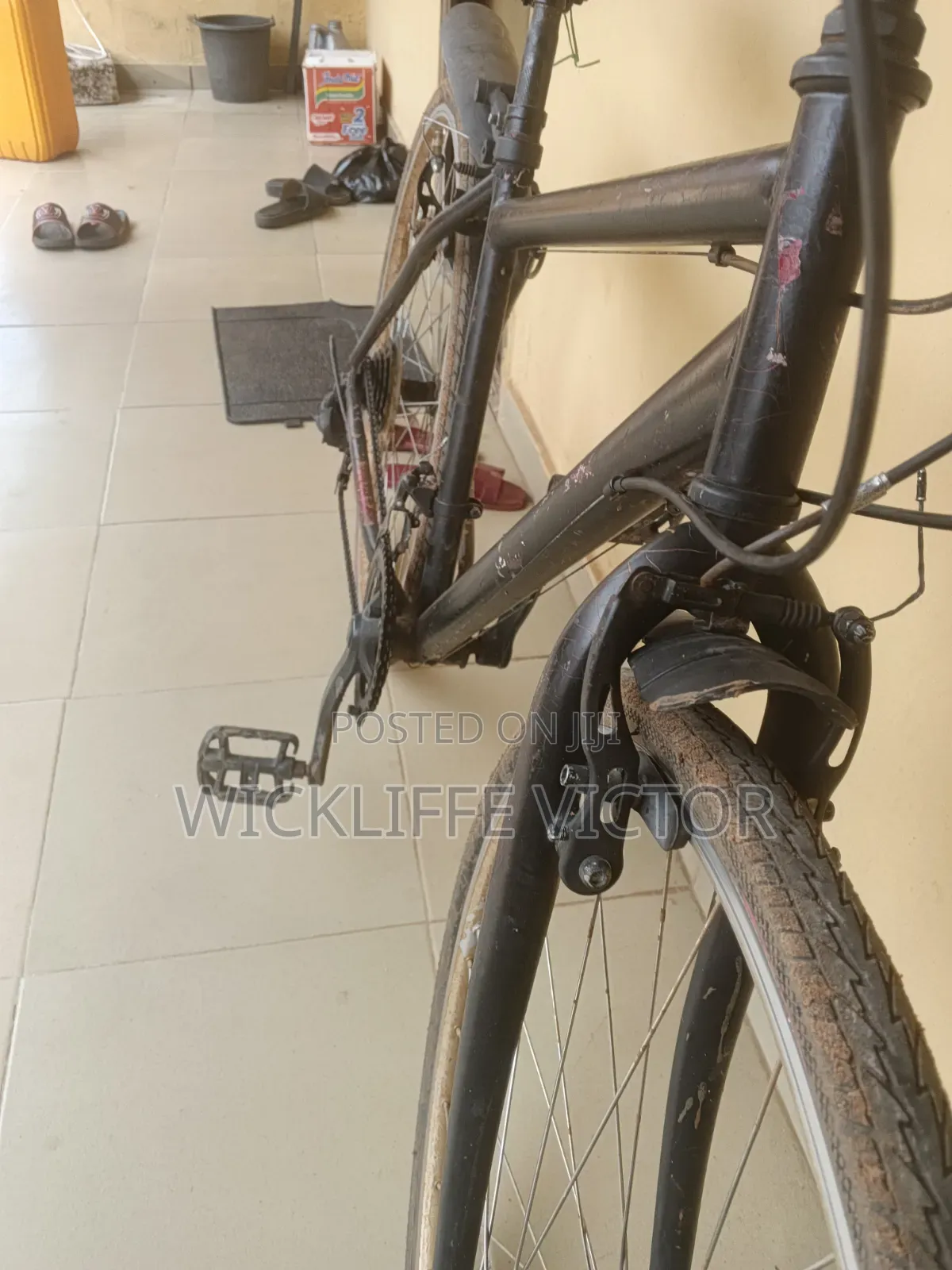 Adult Bicycle